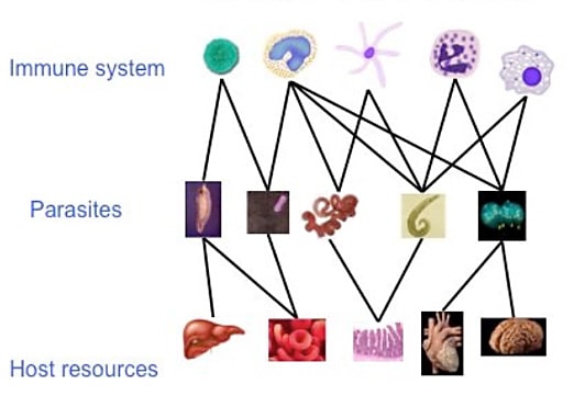 Co-infection and symbiont interactions